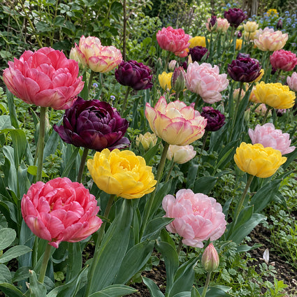 Bloembollen Tulp pakket: Mix 55 bloembollen Paars, geel en roze