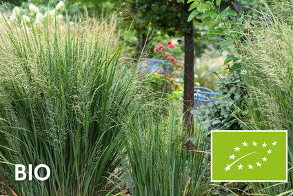 Biologisch Vingergras (Hoge soort 200 cm) - Panicum virgatum 'Northwind'
