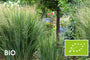 Biologisch Vingergras (Hoge soort 200 cm) - Panicum virgatum 'Northwind'