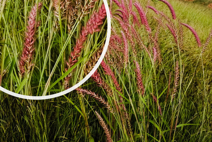 Vingergras - Panicum virgatum 'Rehbraun'