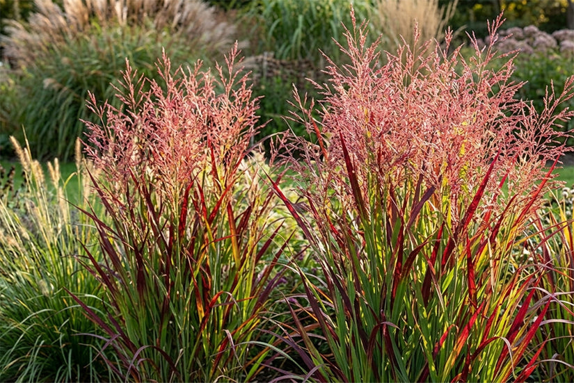 Vingergras - Panicum virgatum 'Rotstrahlbusch'