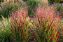 Vingergras - Panicum virgatum 'Rotstrahlbusch'