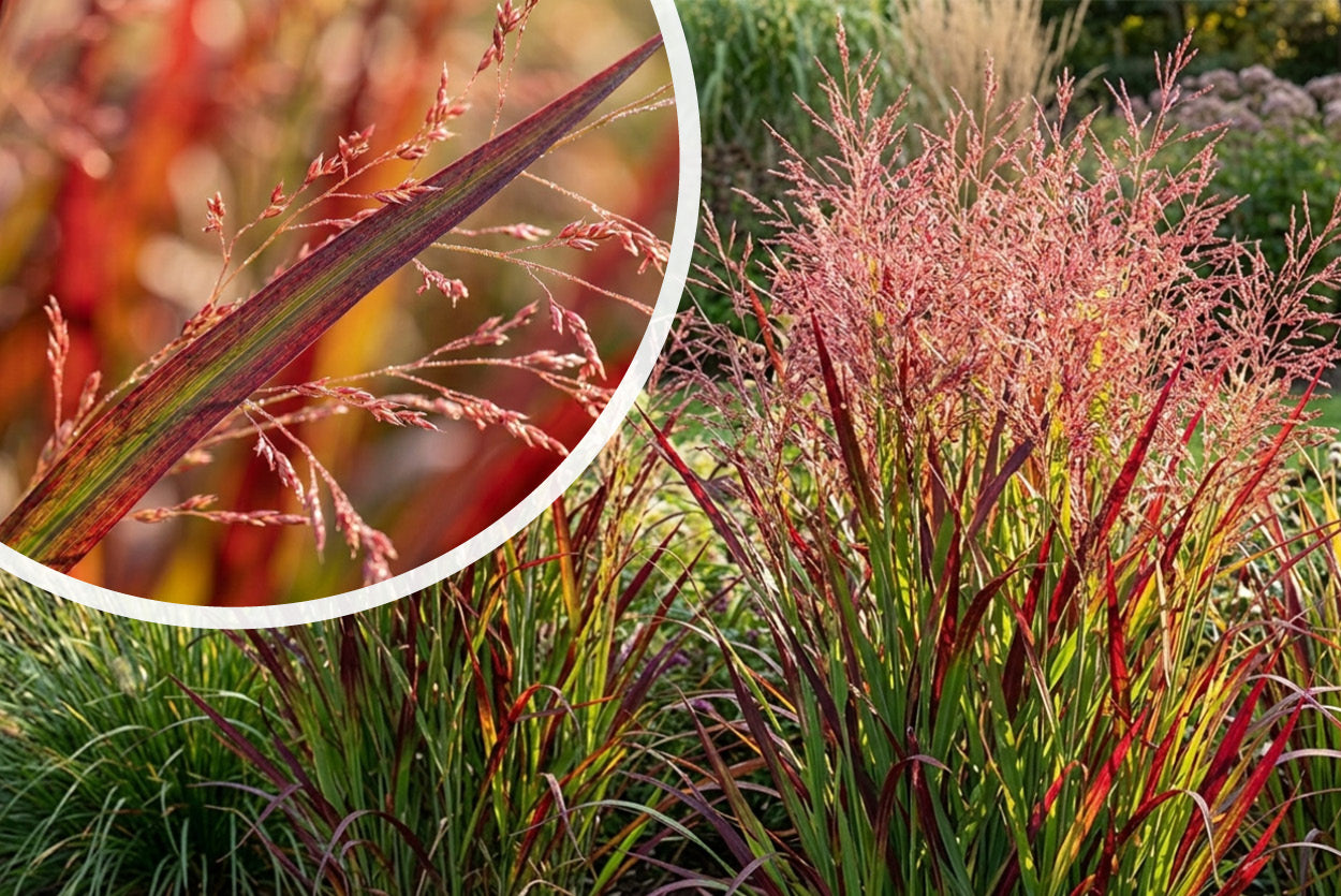 Vingergras Panicum virgatum 'Rotstrahlbusch' siergras groen/rood
