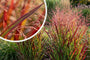 Vingergras - Panicum virgatum 'Rotstrahlbusch'