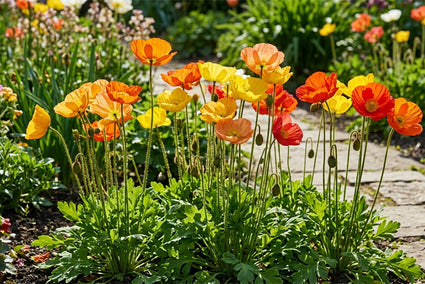 IJslandse papaver - Papaver nudicaule 'Gartenzwerg'