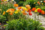 IJslandse papaver - Papaver nudicaule 'Gartenzwerg'