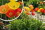 IJslandse papaver - Papaver nudicaule 'Gartenzwerg'