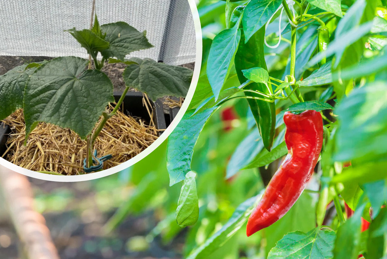 zoete-puntpaprika-plant-kopen-kant-klaar-capsicum-annuum