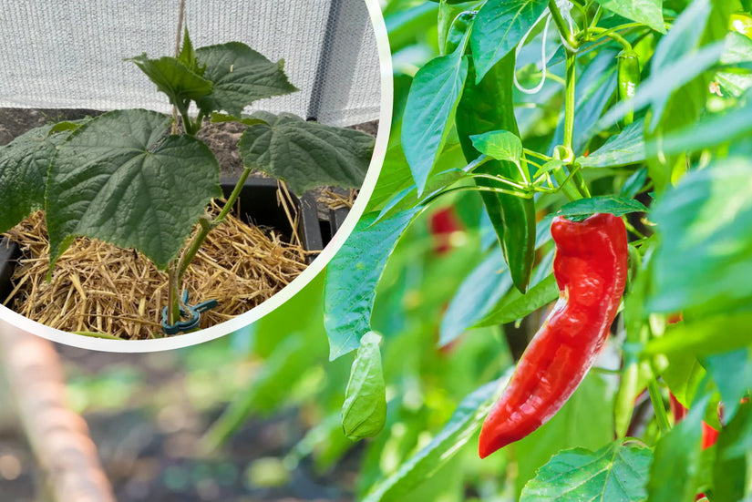 Paprika - Capsicum annuum - Zoete puntpaprika