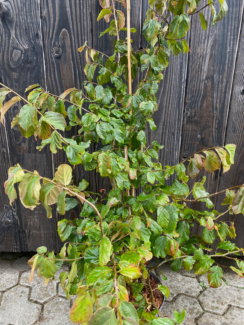 Perzisch ijzerhout - Parrotia Persica