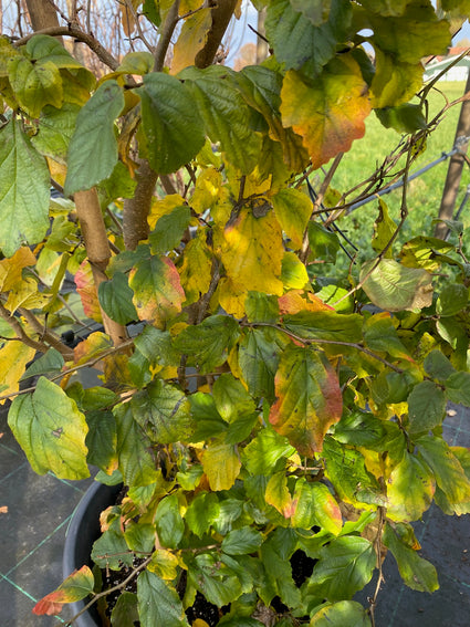 Perzisch ijzerhout - Parrotia Persica - Hoogstam boom