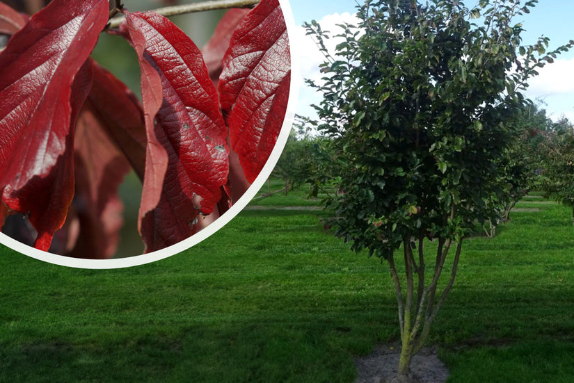 Perzisch IJzerhout - Parrotia persica 'Bella' Zuilvorm