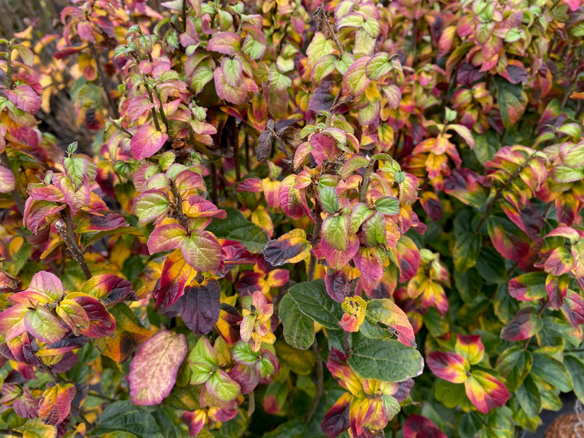 Perzisch ijzerhout - Parrotia persica 'Persian Spire'