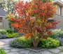 Perzisch ijzerhout - Parrotia persica 'Persian Spire'