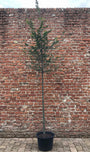 Perzisch ijzerhout (Hoogstam) - Parrotia Persica
