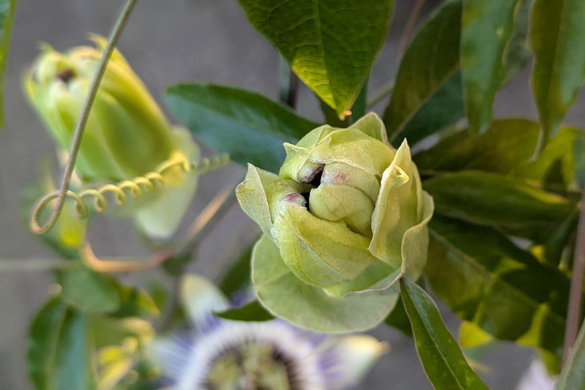 Passiebloem - Passiflora caerulea