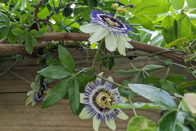 Passiebloem - Passiflora caerulea