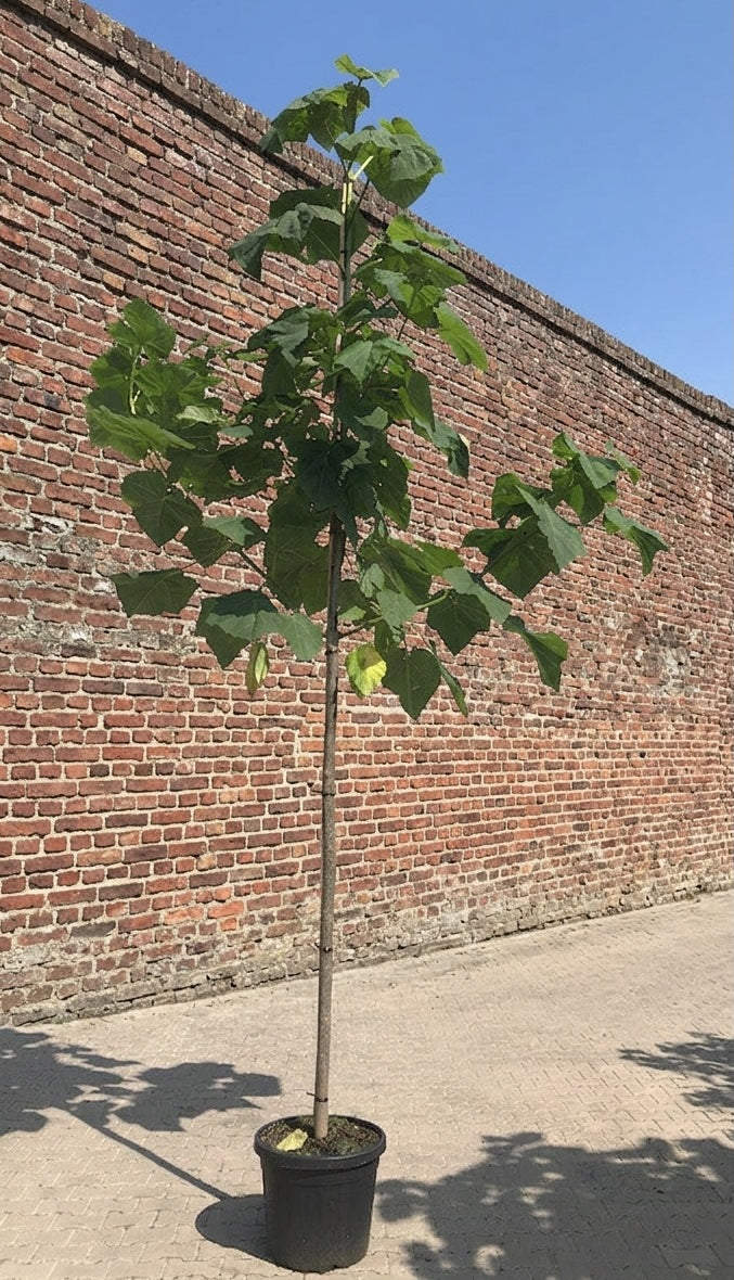 Anna Paulownaboom - Paulownia tomentosa