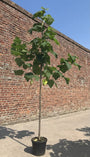 Anna Paulownaboom - Paulownia tomentosa