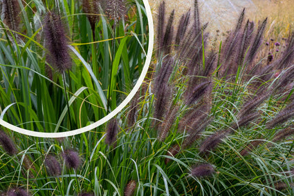 Lampepoetsersgras - Pennisetum alopecuroides 'Black Beauty'