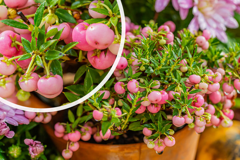 Parelbes - Pernettya mucronata 'Rosea'