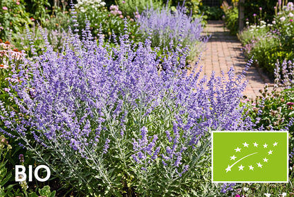 Biologisch Reuzenlavendel - Perovskia atriplicifolia 'Blue Spire'