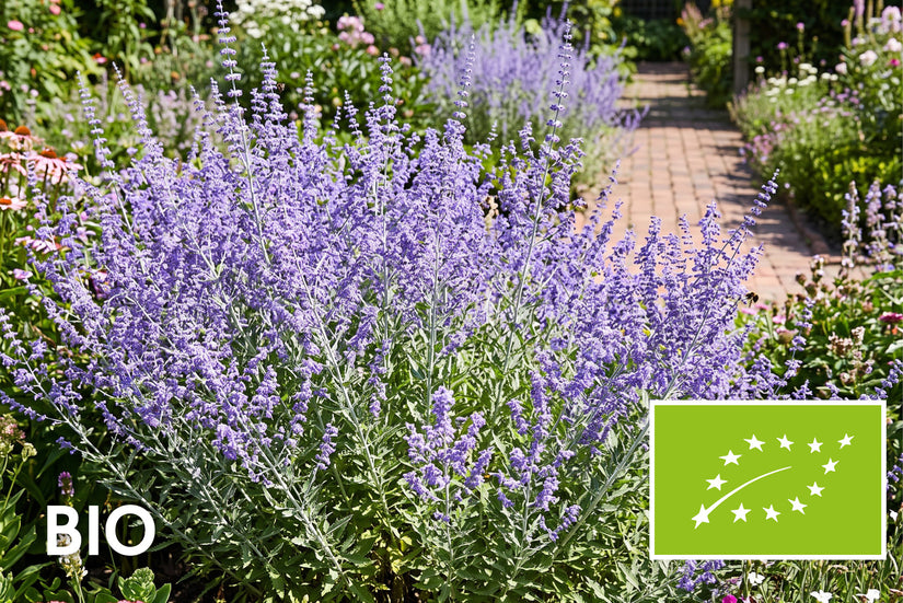 Biologisch Reuzenlavendel - Perovskia atriplicifolia 'Blue Spire'