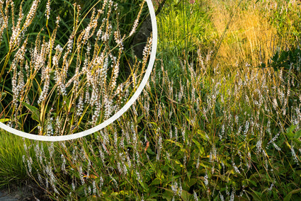 Duizendknoop - Persicaria amplexicaulis 'Alba'