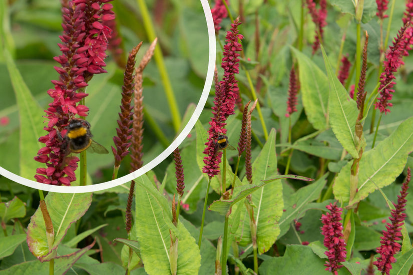 Duizendknoop (Donkerrood, 80 cm) - Persicaria amplexicaulis 'Blackfield'