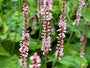 Duizendknoop -  Persicaria amplexicaulis 'Rosea'