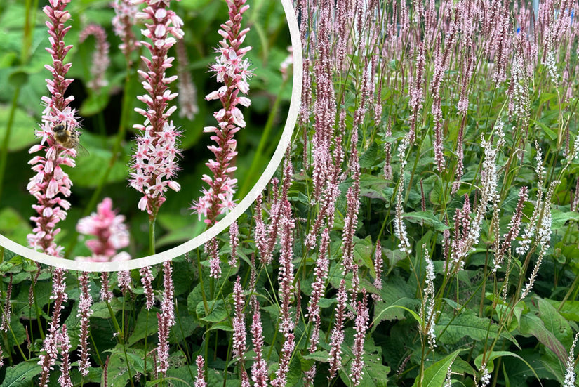 Duizendknoop -  Persicaria amplexicaulis 'Rosea'