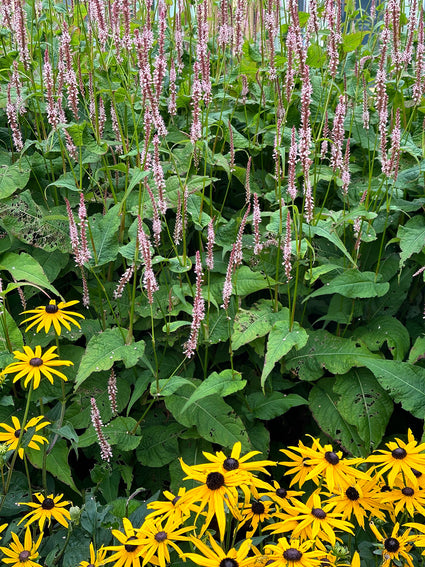 Duizendknoop -  Persicaria amplexicaulis 'Rosea'