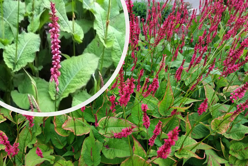 Duizendknoop Roze/Rood (Hoge soort 150 cm) - Persicaria amplexicaulis 'Speciosa'