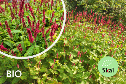 Biologisch Duizendknoop (Donkerroze, 100-150 cm) - Persicaria amplexicaulis