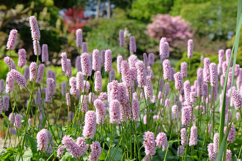 Adderwortel / Duizendknoop (Roze, Hoogte 60-80 cm) - Persicaria bistorta