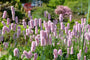 Adderwortel / Duizendknoop (Roze, Hoogte 60-80 cm) - Persicaria bistorta