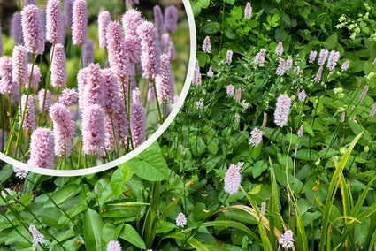 Adderwortel - Persicaria bistorta