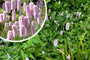 Adderwortel / Duizendknoop (Roze, Hoogte 60-80 cm) - Persicaria bistorta