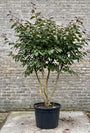 Perzisch ijzerhout (Meerstammig) - Parrotia persica 'Cherry Tips'