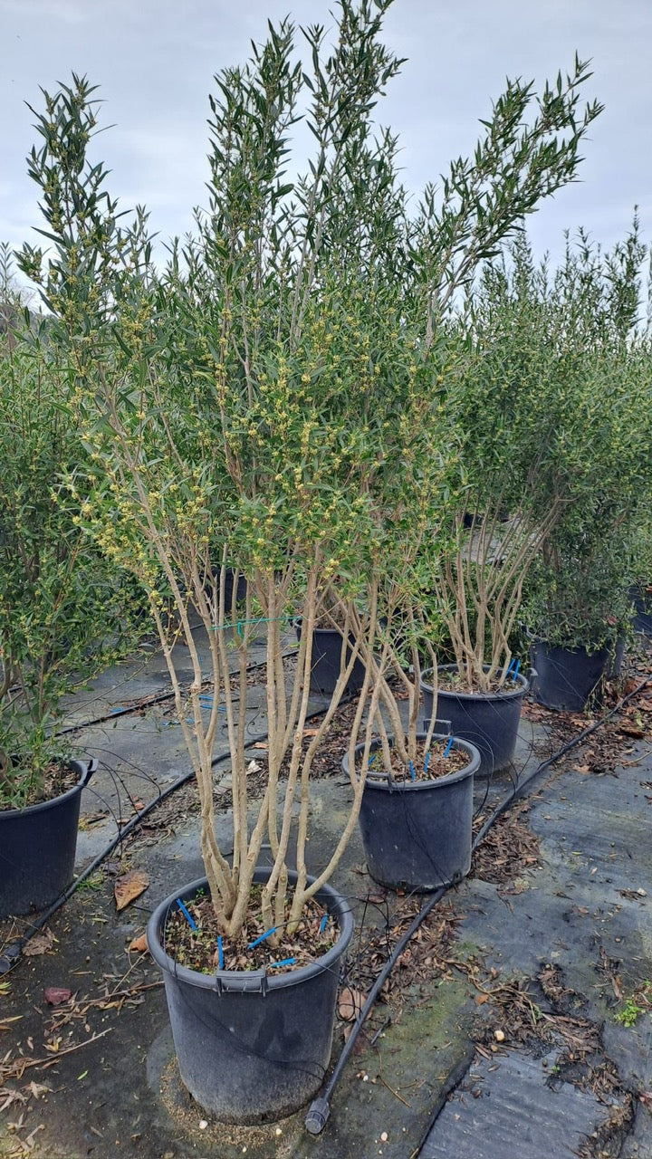 Steenlinde - Phillyrea angustifolia