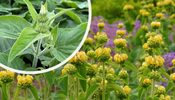 Brandkruid (Geel)   Phlomis russeliana