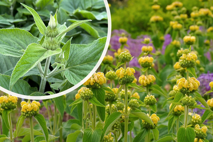 Brandkruid (Geel) - Phlomis russeliana