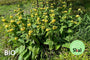 Biologisch Brandkruid - Phlomis russeliana