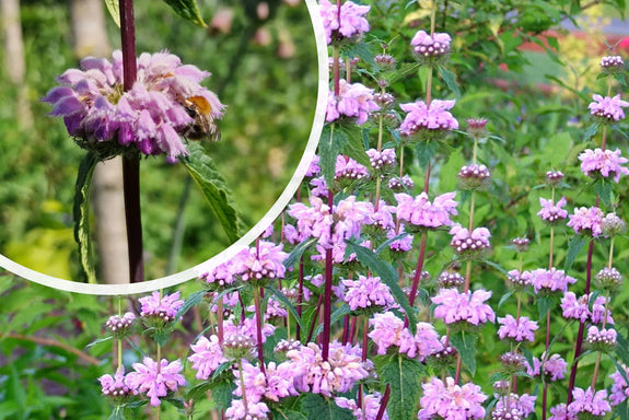 Brandkruid (Paars) - Phlomis tuberosa 'Amazone'