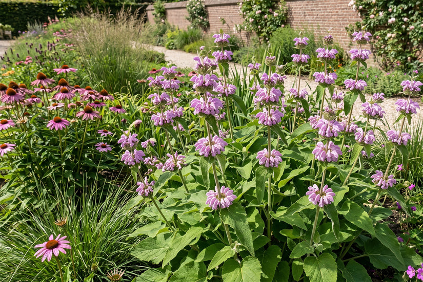 Biologische Brandkruid - Phlomis tuberosa (paars)