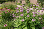 Biologische Brandkruid - Phlomis tuberosa (paars)