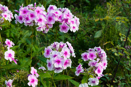 Flox (Vlambloem wit/roze) - Phlox 'Bright Eyes'