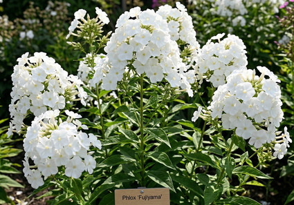 Flox (Hoogte 70 cm, Wit) - Phlox 'Fujiyama'