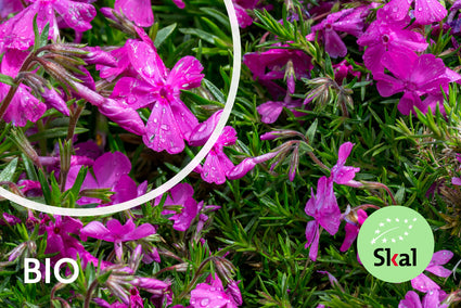 Biologisch Flox - Phlox (S) 'Moerheimii'