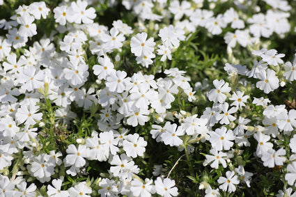 Kruipvlambloem (Hoogte 15 cm, Wit) - Phlox subulata 'White Delight'